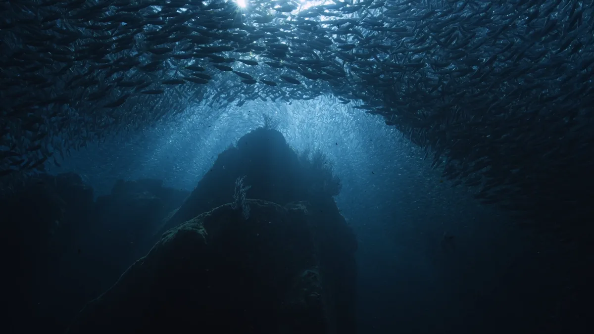 Jeune plongeur bajau nageant en apnée au-dessus d'un récif corallien avec harpon artisanal Indonésie