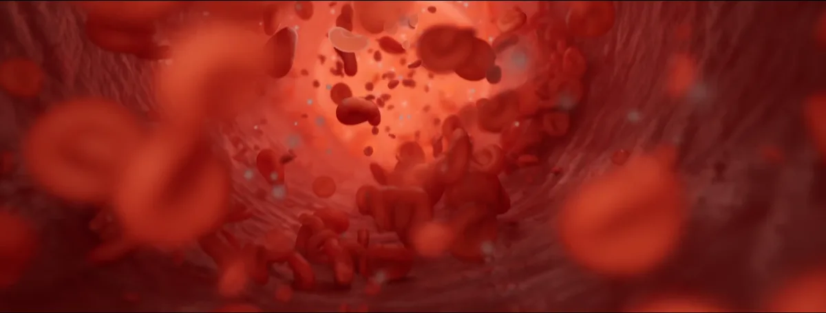 Globules rouges circulant dans un vaisseau sanguin illustration 3D du système sanguin des Sherpas en altitude